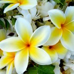 Plumeria and other flowers adorn an Easter arrangement