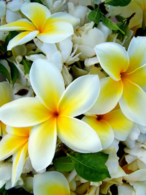 Plumeria and other flowers adorn an Easter arrangement